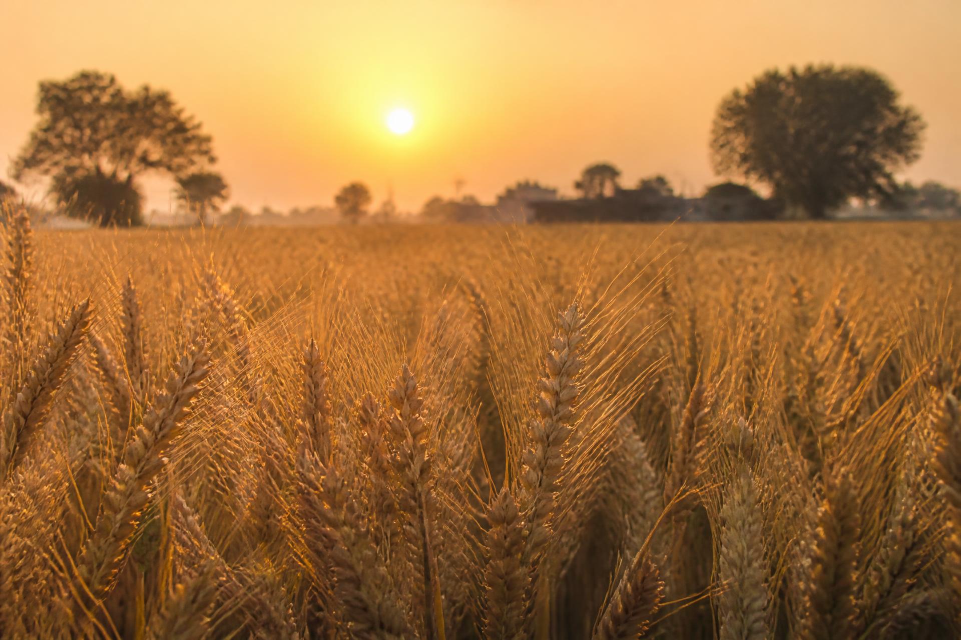 Golden wheat field in rural India at sunrise